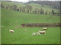 Ewes and lambs north of Llandyssil