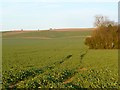 Farmland, Lower Upham, Aldbourne