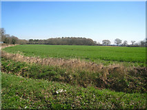 SU6663 : Farmland by Mortimer Lane by Mr Ignavy