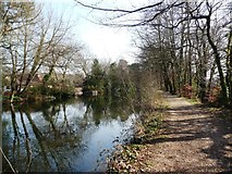 SU8954 : Towpath on the Basingstoke Canal by Christine Johnstone