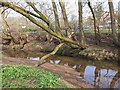 Fallen tree over Valley Brook