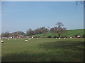 Sheep at Fron-goch