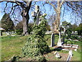 Angel amongst the ivy, Twickenham Cemetery