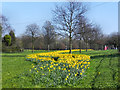 Daffodils on the Green