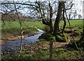ST0605 : River Weaver near St Andrew's Wood by Derek Harper