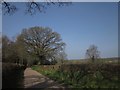 ST0605 : Lane to St Andrew's Wood by Derek Harper