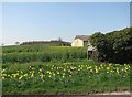 Roadside daffodils and oilseed rape coming in to flower