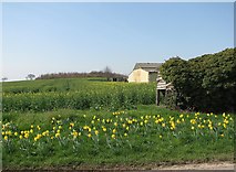 TL4147 : Roadside daffodils and oilseed rape coming in to flower by John Sutton