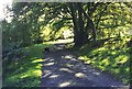 Beech trees on the driveway to Hensol House