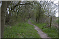 The footpath at the edge of Hitchfield Wood