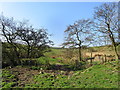 On the Path between Cowfield and Doughty Farm