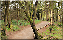 J2458 : Path, Hillsborough forest (2) by Albert Bridge