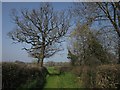 Field access track, Woodbeare