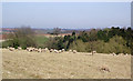 Dry sheep pasture and landscape east of Bridgnorth, Shropshire