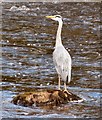 Heron on the Cree