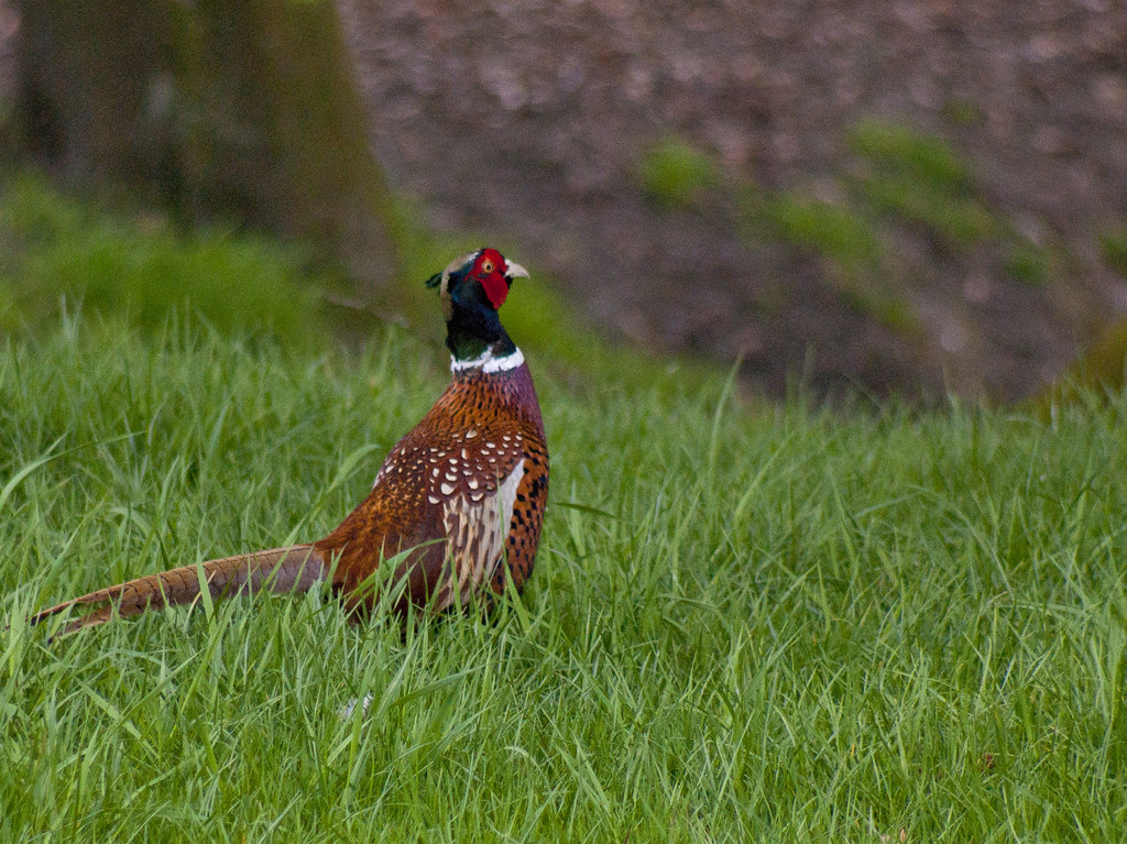 A pheasant © Ian Greig :: Geograph Britain and Ireland