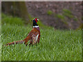 SD4800 : A pheasant by Ian Greig