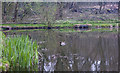 The pond at Sidings Lane Nature Reserve