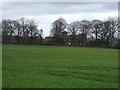 Farmland towards Nettlesworth West House Farm