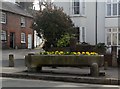 Yellow pansies, Lewes