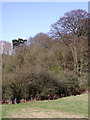 Woodland and pasture north-east of Bridgnorth, Shropshire