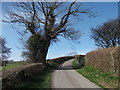 SJ2138 : Lane with a tree and neat hedges by John Haynes