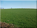 Big skies, big fields and sheep grazing