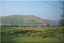 J2933 : Sheep grazings on the southern shores of Lough Island Reavy by Eric Jones