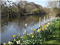 River Thames by Dorney