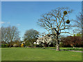 Mistletoe in Mostyn Gardens