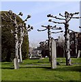 Pollarded lime trees, St Mary