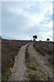 NH8519 : Estate track above Dalnahaitnach by Peter Bond