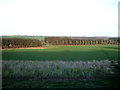 NZ2648 : Farmland near Chester Moor by JThomas