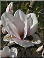 SE7169 : Magnolia flower by Pauline E