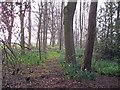 SJ8167 : Footpath through wood north of Clonterbrook Farm by Richard Dorrell