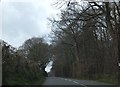 The wood at Cadhay Bog