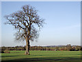 SO7894 : Oak tree and farmland near Hopstone, Shropshire by Roger  D Kidd