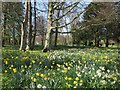 Daffodils in Hampden Park