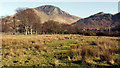 Rough grazing at Lochranza