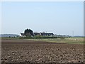 Farmland, High Easton Farm