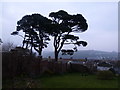 Evening view of a front garden above Fowey