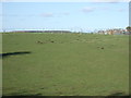 Farmland off Pinfold Lane