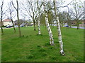 Green alongside Coldharbour Road, Gravesend