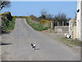 Free range hens on Imdale Cross