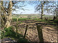 Sheep grazings alongside the Imdale Cross road