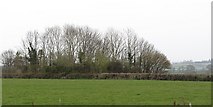 ST2735 : Field, Durleigh by Richard Webb