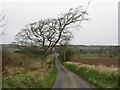 Wind-shaped beech near Lanton