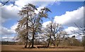 Winter Trees, Upwood Park