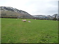 Sheep pasture near Llandinam