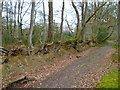 Bridleway along boundary of Spurfold Copse